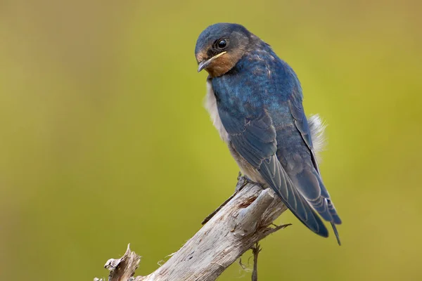 Vue Panoramique Bel Oiseau Nature — Photo