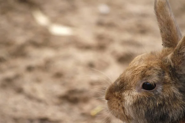 Detailní Záběr Zvířat Zoologické Zahradě — Stock fotografie