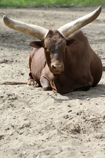 Bufflar Fältet — Stockfoto