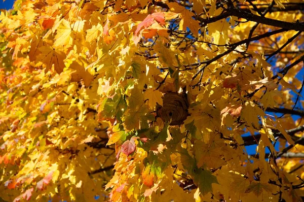 Herbstzeit Laub Herbstblätter — Stockfoto