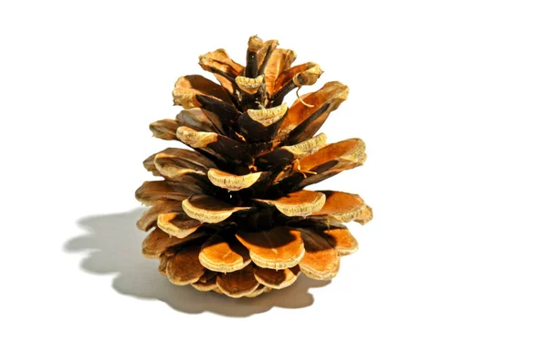 Conifer Pine Tree Cones — Stock Photo, Image