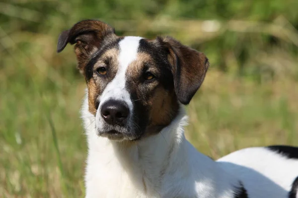 Porträt Eines Süßen Hundes — Stockfoto