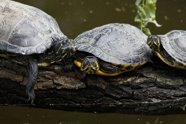 Geelbuikschildpadden — Stockfoto