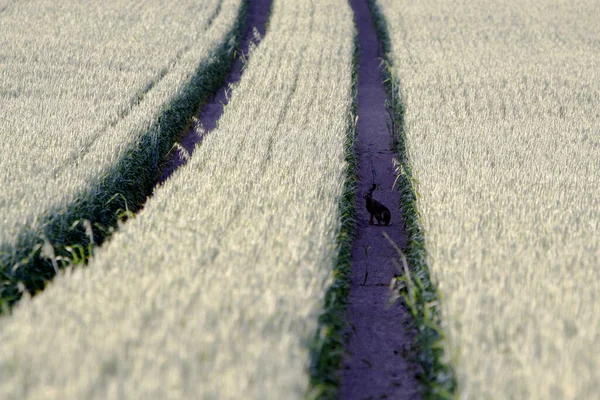 Field Bunny Corn Field — Stock Photo, Image