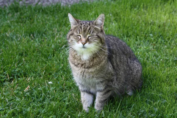 Porträt Einer Süßen Katze — Stockfoto