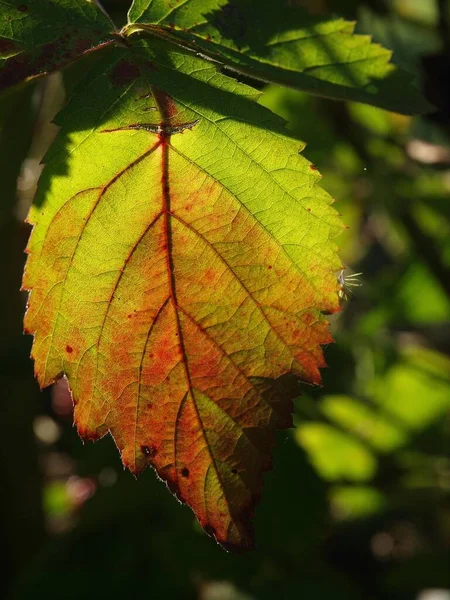 Hermoso Follaje Colorido Otoño — Foto de Stock