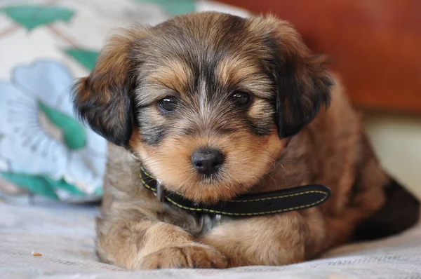 Porträt Eines Süßen Hundes — Stockfoto