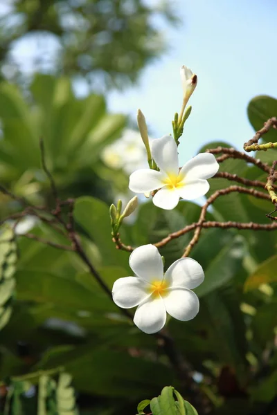 Frangipani Płatki Kwiatów Plumerii — Zdjęcie stockowe