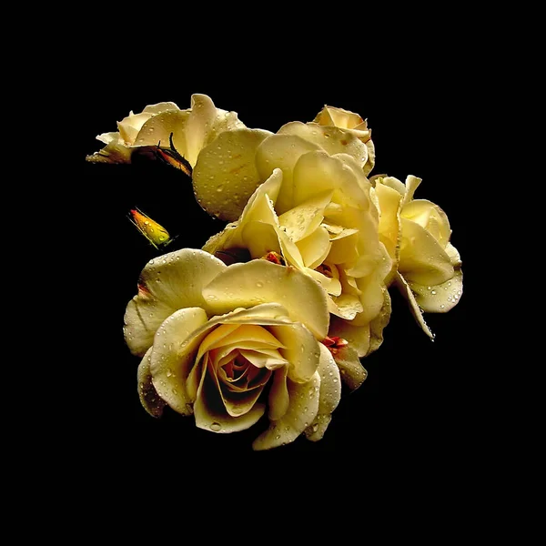 Güzel Çiçek Yapraklarının Yakın Görüntüsü — Stok fotoğraf