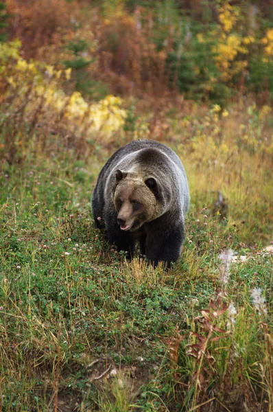 雄灰熊在树林里散步 — 图库照片