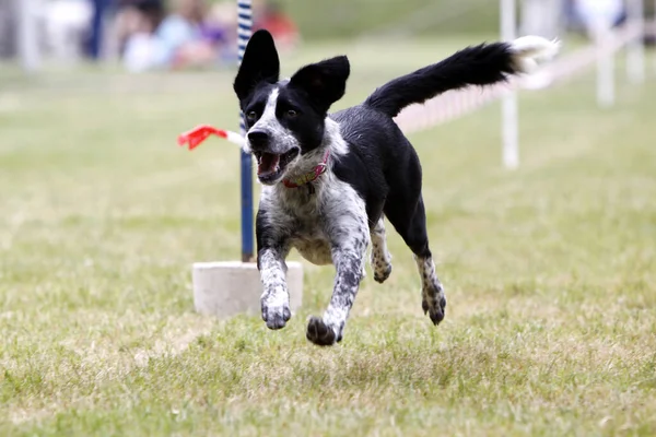 Chien Qui Court Avec Agilité — Photo