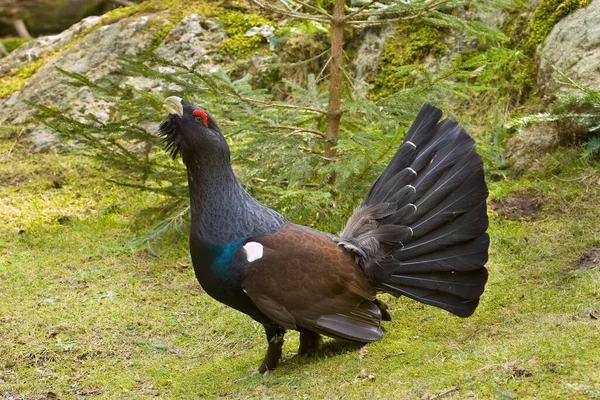 Grupo Maderero Tetrao Urogallus — Foto de Stock