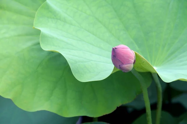 Kwiat Lotosu Lilii Flora Stawu — Zdjęcie stockowe