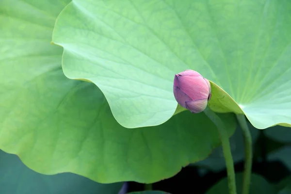 Lily Nilüfer Çiçeği Flora Göleti — Stok fotoğraf