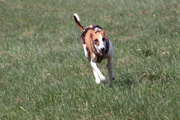 Portret Van Een Schattige Hond — Stockfoto