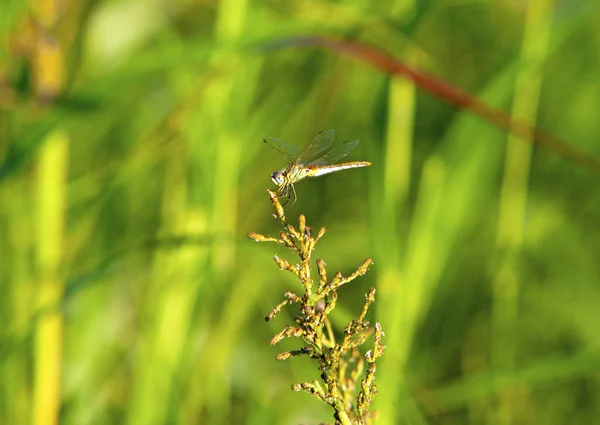 Libelleninsekt Odonata Und Fauna — Stockfoto