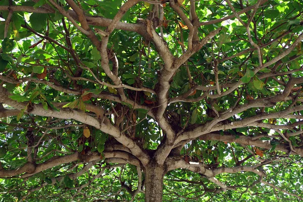 Αυτό Δέντρο Στην Παραλία Στο Lombok Είχε Ένα Τεράστιο Επίπεδο — Φωτογραφία Αρχείου
