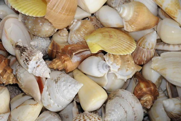 Sea Shell Aquatic Mollusk — Stock Photo, Image