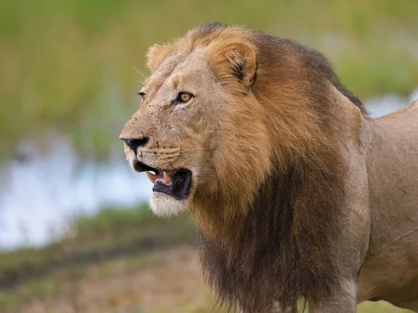 Lejonrovdjur Jägare — Stockfoto