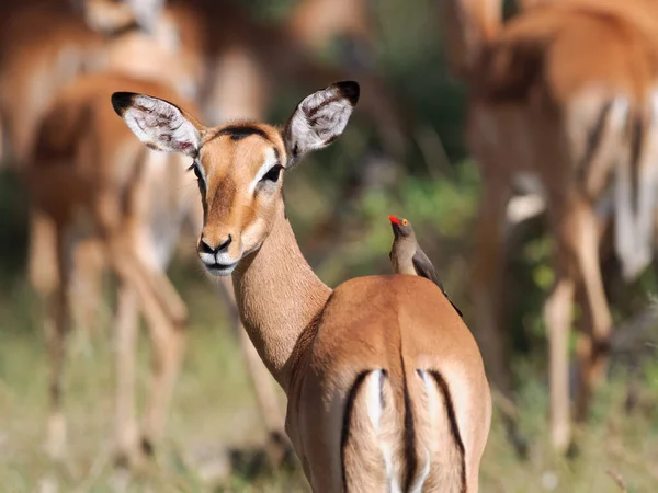 Antílope Animal Selvagem Vida Selvagem — Fotografia de Stock