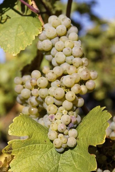 Trauben Beeren Früchte Nahrung — Stockfoto