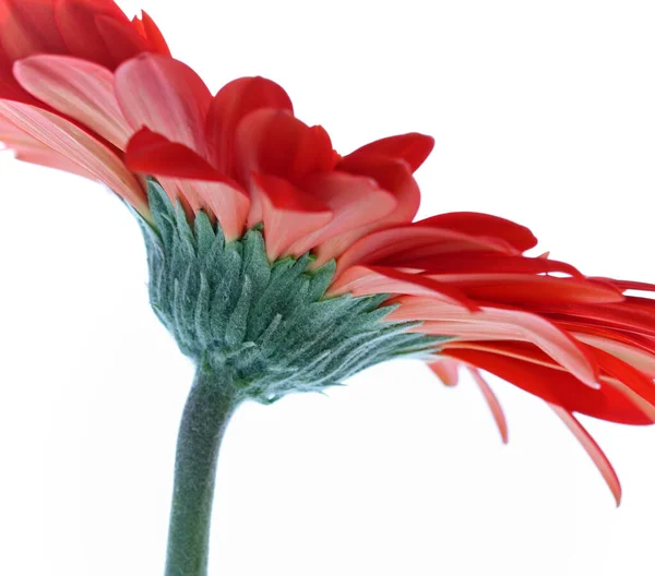 Hermosa Gerbera Margarita Pétalos Flores — Foto de Stock