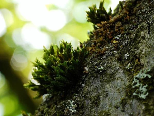 Krásný Botanický Záběr Přírodní Tapety — Stock fotografie