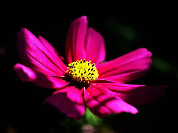 Bel Colpo Botanico Carta Parati Naturale — Foto Stock