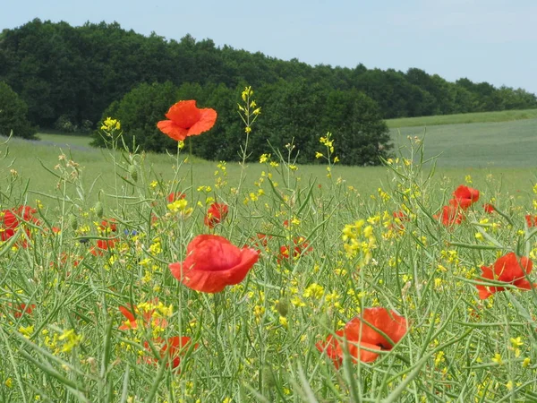 tjs if the master had seen this-well,yes,a young woman with a parasol in the field would surely be even better