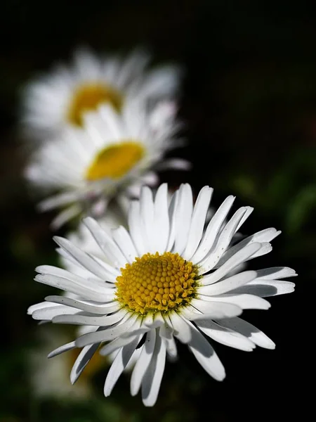 Gänseblümchen Voller Blüte — Stockfoto