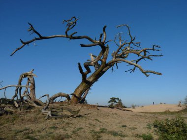 dead tree, nature flora  clipart