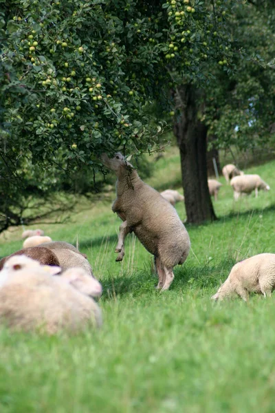 Troupeau Moutons Dans Prairie — Photo