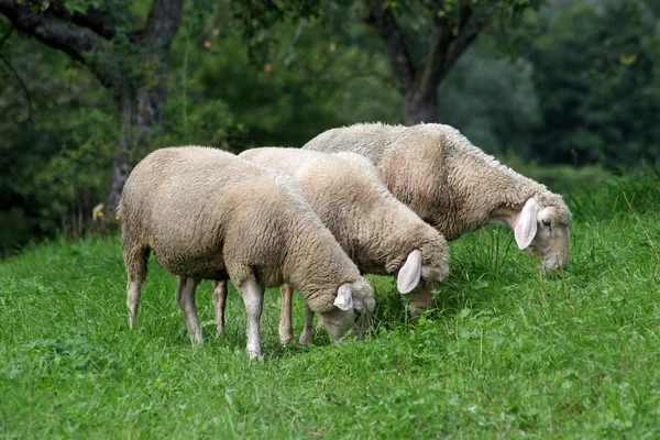 Moutons Dans Prairie — Photo