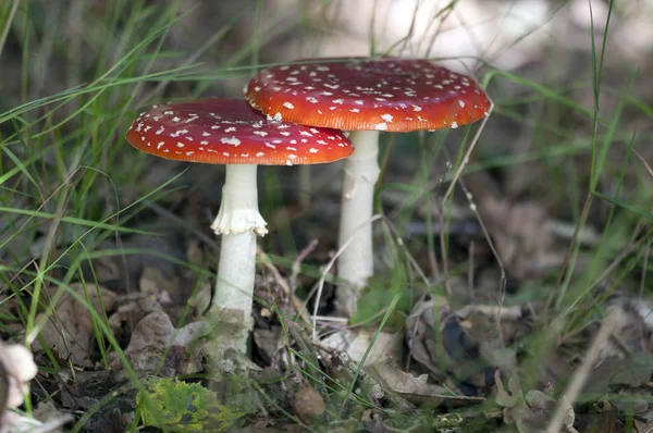 Κόκκινα Toadstools Ανήκει Στην Ομάδα Των Δηλητηριωδών Μυκήτων — Φωτογραφία Αρχείου