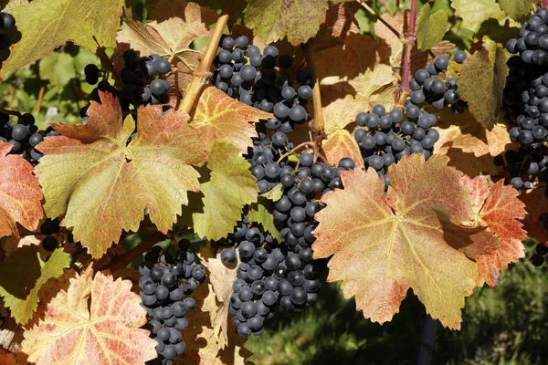 Uvas Bayas Frutas Alimentos — Foto de Stock