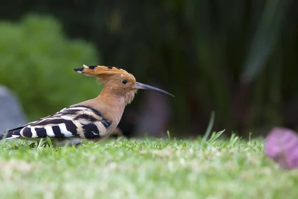 Scenic View Beautiful Bird Nature — Stock Photo, Image