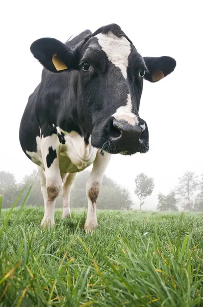 Vache Dans Prairie — Photo