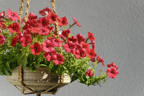 Petunia Opknoping Planter Voorkant Van Huis Muur — Stockfoto