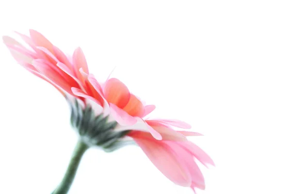 Gerbera Pétalas Flores Flora — Fotografia de Stock