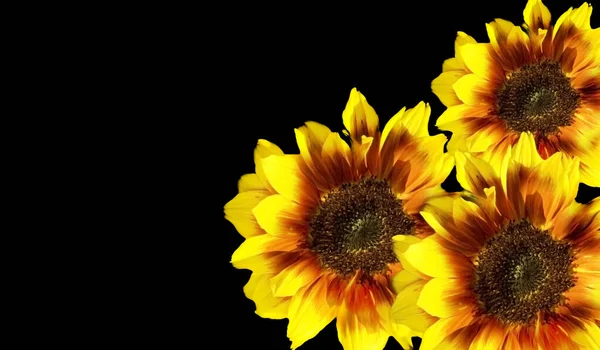 Flores Primavera Girasoles Fondo Negro Color Brillante Amarillo — Foto de Stock