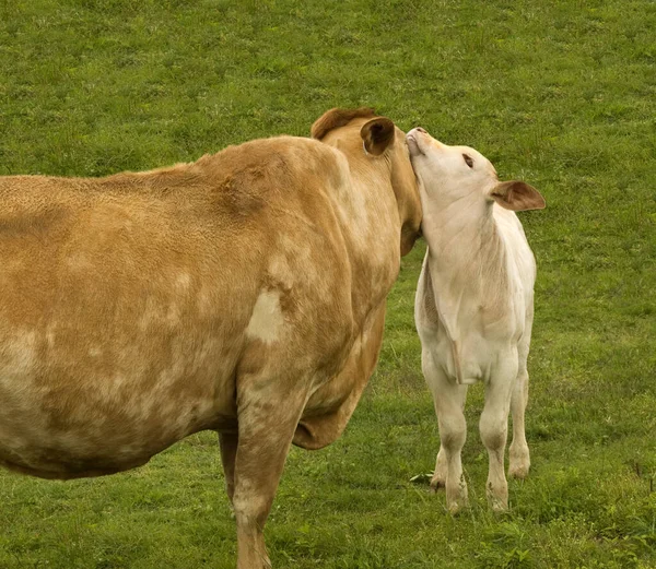 Mãe Amor Mãe Vaca Com Bebê Primavera Bezerro — Fotografia de Stock