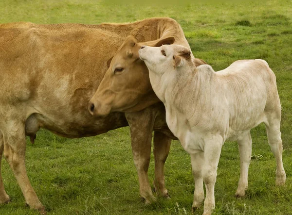 Wiosna Czas Zwierzęta Matka Miłość Charolais Krowa Dzieckiem Brahman Krzyż — Zdjęcie stockowe