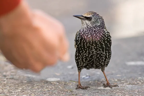 Blick Auf Schöne Vögel Der Natur — Stockfoto