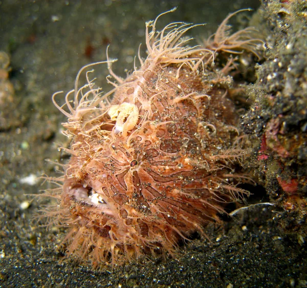 Szenischer Blick Auf Die Unterwasserwelt — Stockfoto