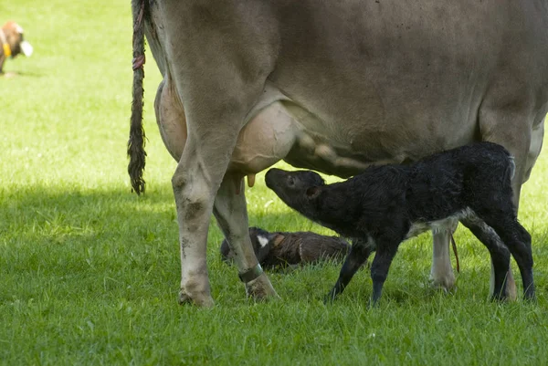 Cow Two Young Calves — Stock Photo, Image