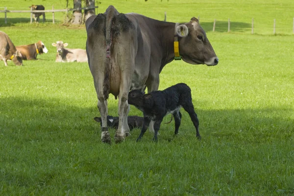 Cow Two Young Calves — Stock Photo, Image