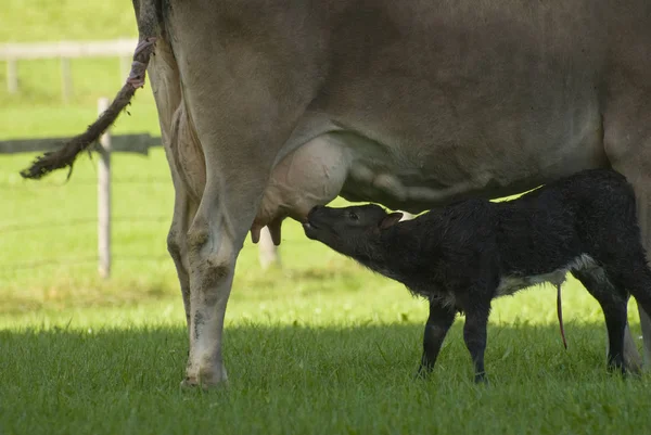 Cow Two Young Calves — Stock Photo, Image