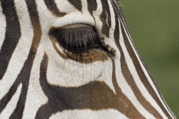 Animal Zèbre Noir Blanc Mammifère — Photo