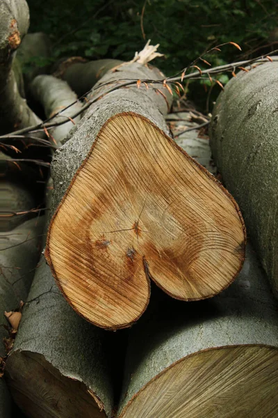 Tronco Árbol Forma Corazón — Foto de Stock