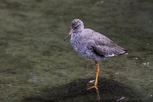 Vista Panorâmica Belo Pássaro Redshank — Fotografia de Stock